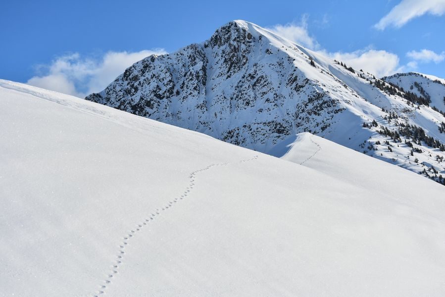 © Randonnée : traces et indices de vie - Corbier Tourisme