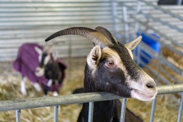 © Visite de la ferme de l'Aubrac - Corbier Tourisme