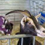 © Visite de la ferme de l'Aubrac - Corbier Tourisme