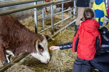 © Visite de la ferme de l'Aubrac - Corbier Tourisme