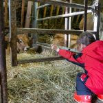 © Visite de la ferme de l'Aubrac - Corbier Tourisme