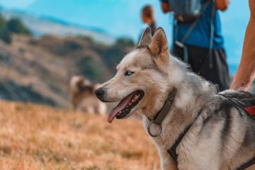 © Cani rando - Corbier Tourisme