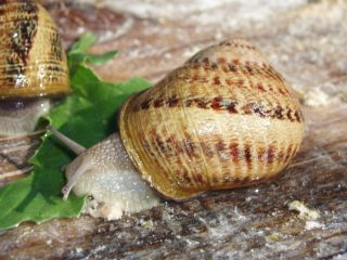 © L'Escargot de la Maison Blanche - L'Escargot de la Maison Blanche