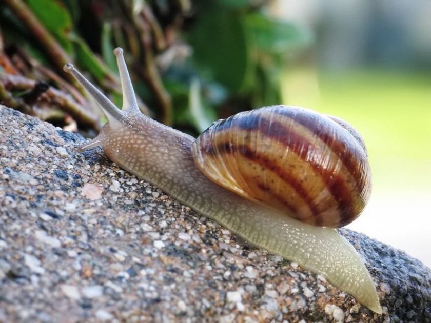 Escargot de la Maison Blanche à Fontcouverte