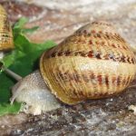 Escargot de la Maison Blanche à Fontcouverte