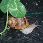 Escargot de la Maison Blanche à Fontcouverte