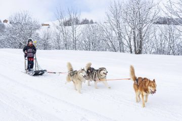 © Chien de traineaux - Corbier Tourisme