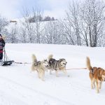 © Chien de traineaux - Corbier Tourisme